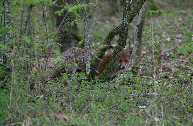 animaux dans la forêt de feuillus renard